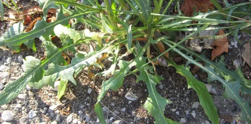 Chicory basal leaves